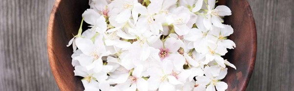 Ingrédient Ushuaia Fleur de Sakura