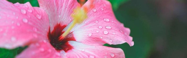 Ingrédient Ushuaia Fleur d'Hibiscus